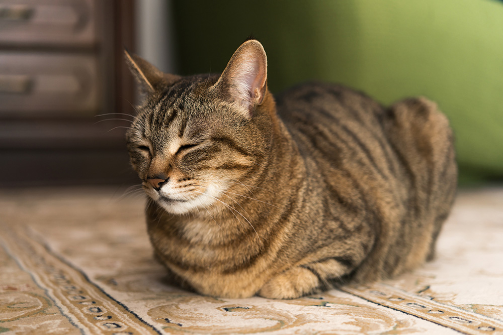 福岡の猫飼育可の賃貸物件なら ねこと部屋